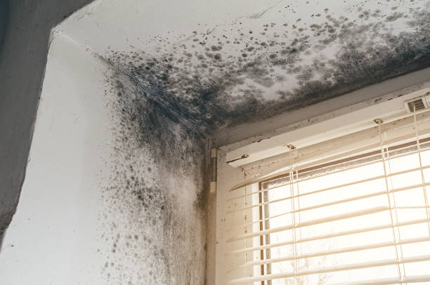 Affordable Mold Cleanup solutions in Topsfield, MA