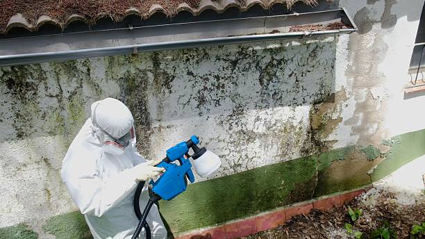 Trusted Mold Removal service in Topsfield, MA - Cheap Mold Removal